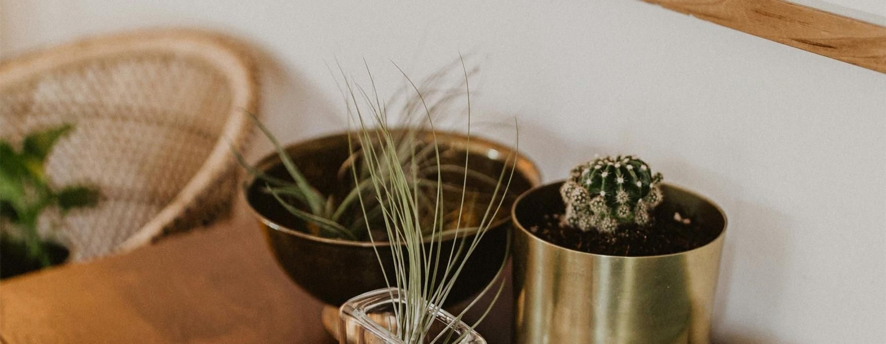 a plant in a pot on a table