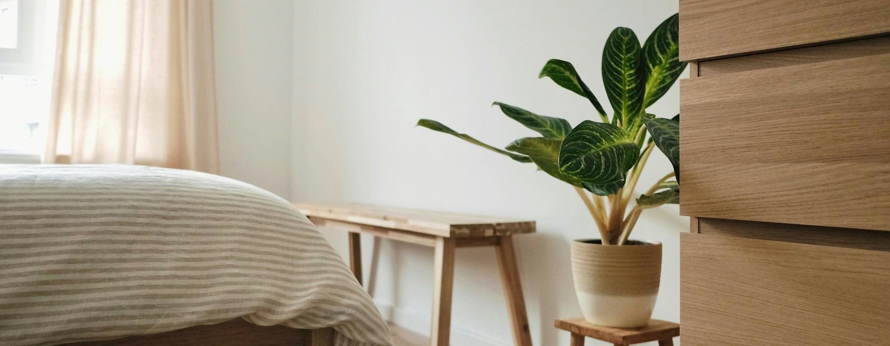 a potted plant on a table